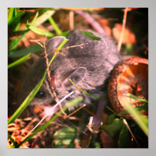 Teeny Baby Field Mouse and Acorn Poster