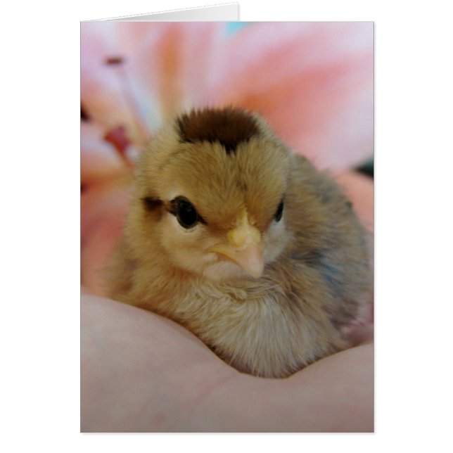 Teeny in meiner Hand (Vorne)