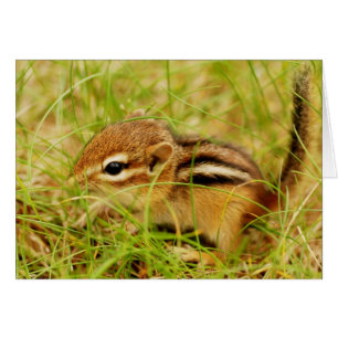 Teeny kleiner BabyChipmunk
