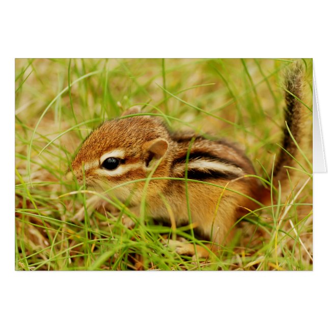 Teeny kleiner BabyChipmunk (Vorderseite (Horizontal))