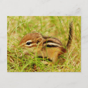 Teeny Tiny Baby Chipmunk Postkarte