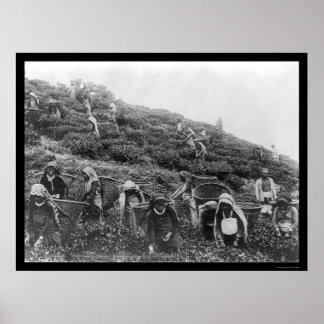 Teepicker im Himalaya 1901 Poster