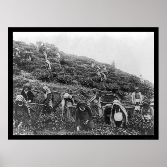 Teepicker im Himalaya 1901 Poster (Vorne)