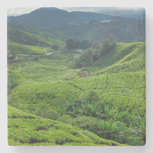 Teeplantage Cameron Highlands Steinuntersetzer