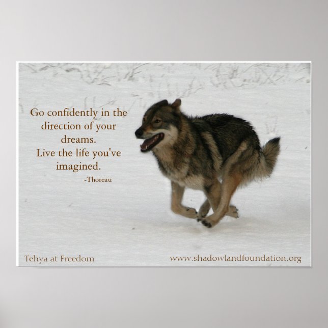 Tehya bei Freedom Wolflection Poster (Vorne)