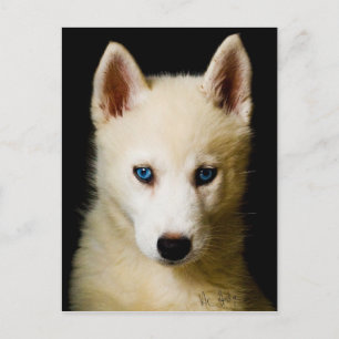 Tehya - Siberischer Husky Postkarte