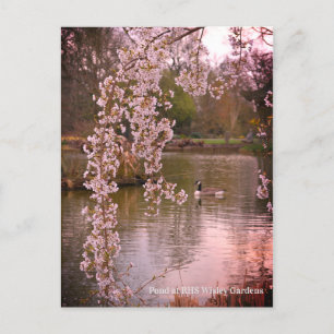 Teich bei RHS Wisley, England Postkarte