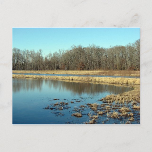 Teich Postkarte (Vorderseite)