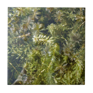 Teich-Unkraut (oder, "üppiger Teich Plantlife") Fliese