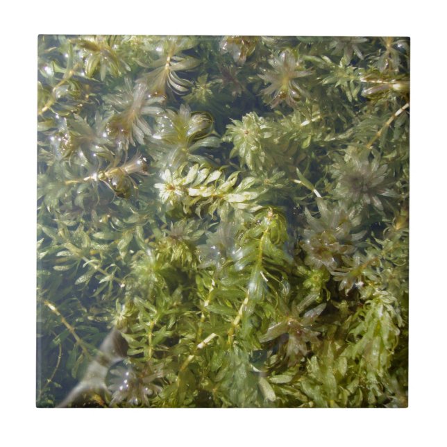 Teich-Unkraut (oder, "üppiger Teich Plantlife") Fliese (Vorderseite)