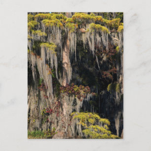 Teichanlage in der Sumpflandschaft Postkarte