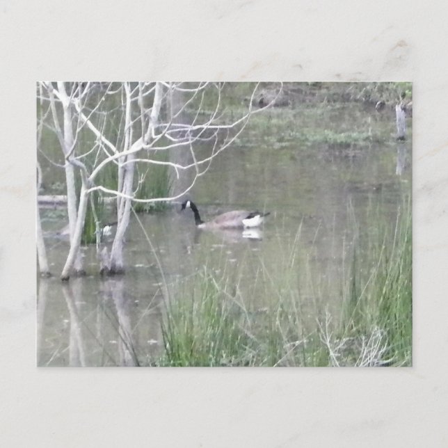 Teichgose Postkarte (Vorderseite)