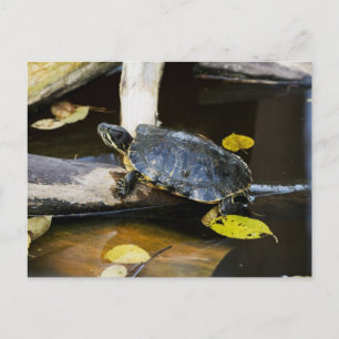 Teichschildkröte in freier Wildbahn Postkarte
