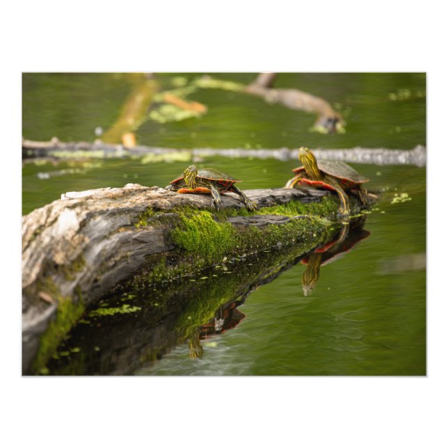 Teichschildkröten Fotodruck (Vorne)