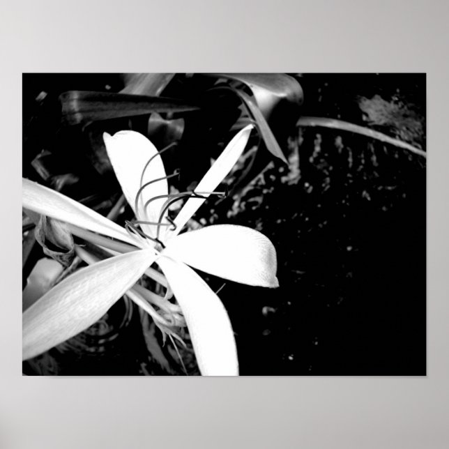 Teiglilie Poster (Vorne)