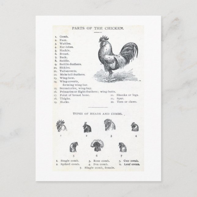 Teile des Huhns Postkarte (Vorderseite)