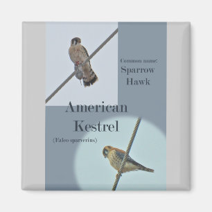 Teile von American Kestrel (Falco sparverius) Magnet