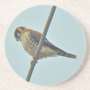 Teile von American Kestrel (Falco sparverius) Untersetzer