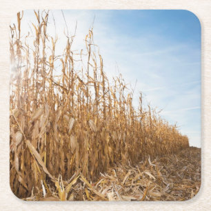 Teils geerntetes Mais-Feld Rechteckiger Pappuntersetzer