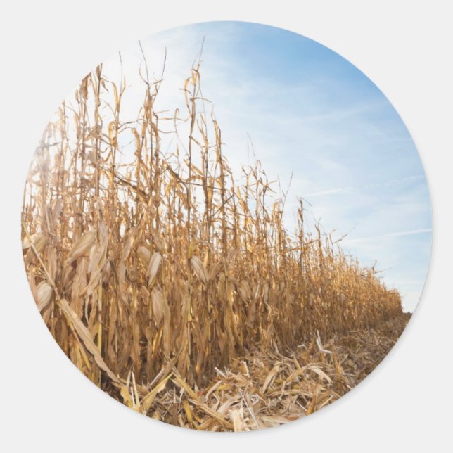 Teils geerntetes Mais-Feld Runder Aufkleber (Vorderseite)