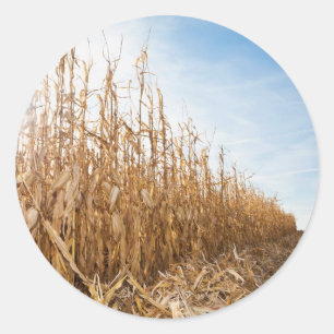 Teils geerntetes Mais-Feld Runder Aufkleber