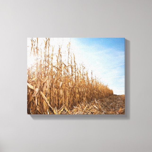 Teilweise geerntetes Maisfeld Leinwanddruck (Vorderseite)