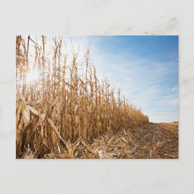 Teilweise geerntetes Maisfeld Postkarte (Vorderseite)