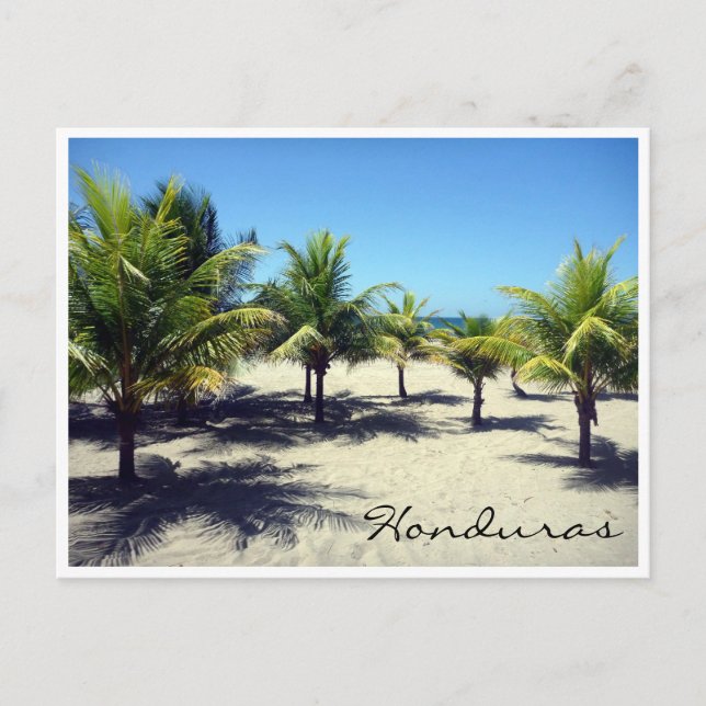 Tela Beach Palms Postkarte (Vorderseite)