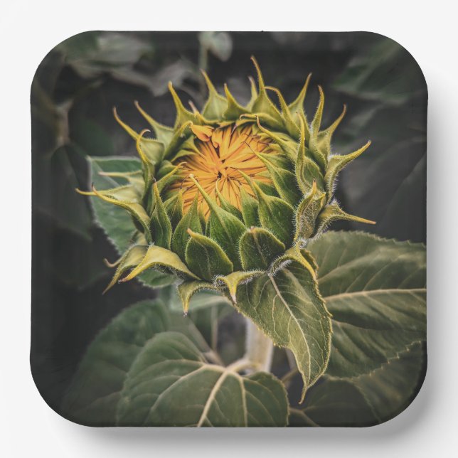 Teller (Vorderseite)