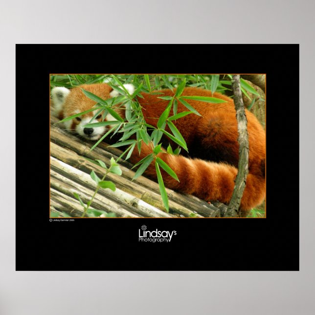 Tello Poster (Vorne)