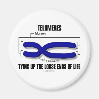 Telomeres, die die verlorenen Lebensenden zusammen Magnet