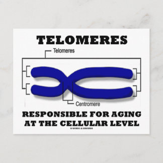 Telomeres, die für das Altern auf Zellebene verant Karte
