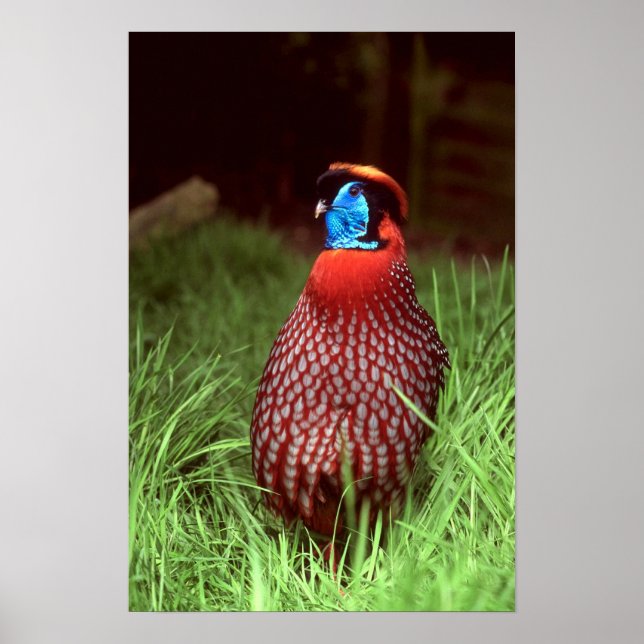 Temmincks Tragopan Poster (Vorne)