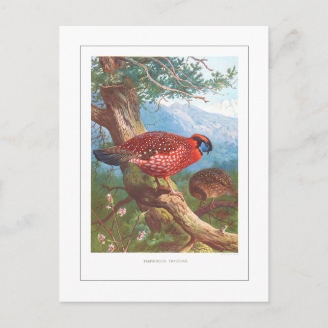 Temminck's Tragopan Postkarte (Vorderseite)