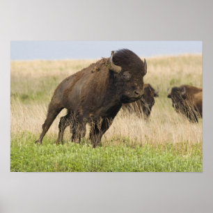 Temperamentvoller junger Bison-Bulle im Tallgrass Poster
