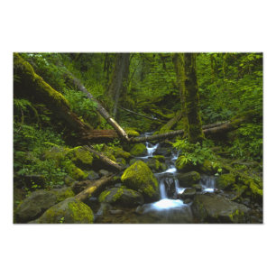 Temperate Rainforest Stream im Columbia River Fotodruck