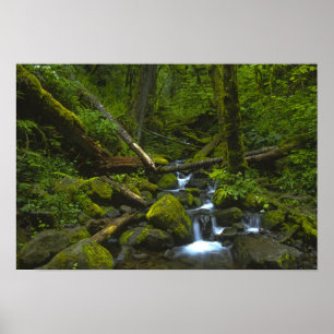 Temperate Rainforest Stream im Columbia River Poster