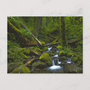 Temperate Rainforest Stream im Columbia River Postkarte