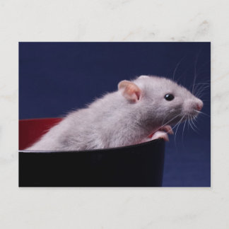 Tempy Bowl Postcard Postkarte