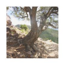 Tenacity Tree Trail Utah