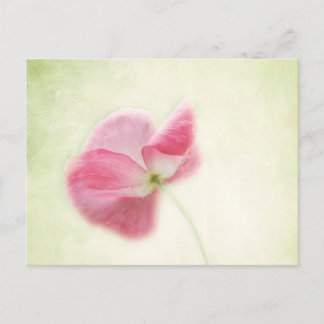 Tender Poppy Postkarte