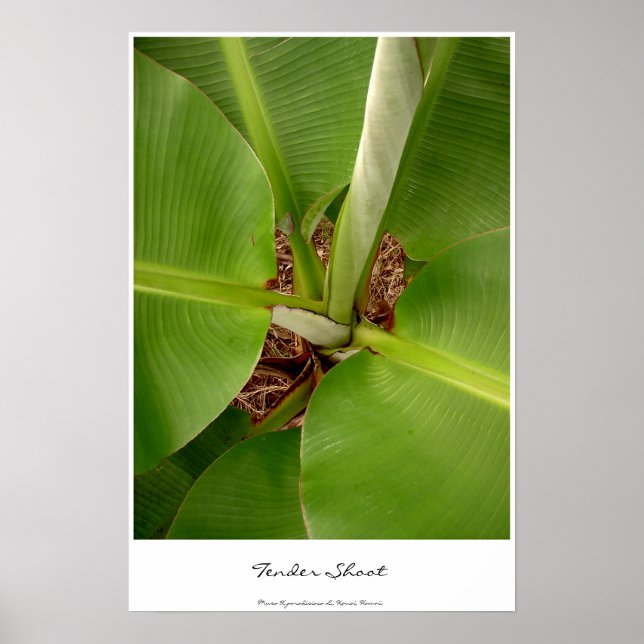 Tender Shoots Poster (Vorne)