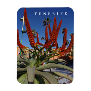 Tenerife Aloe Vera Blume Blick Kühlschrankmagnet Magnet