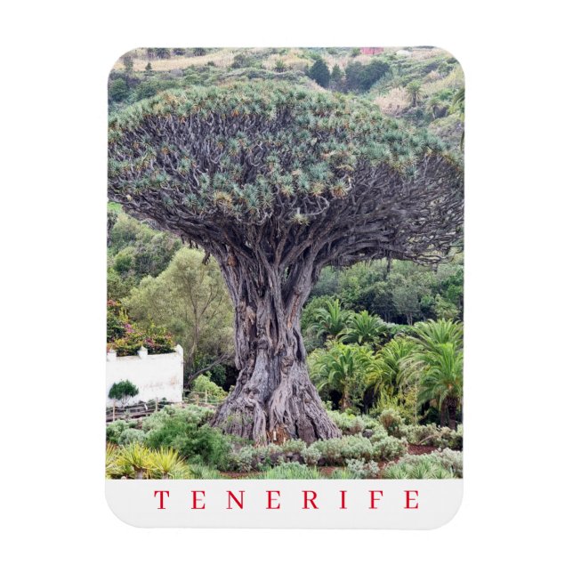 Tenerife Dragon Tree View Kühlschrankmagnet Magnet (Vertikal)