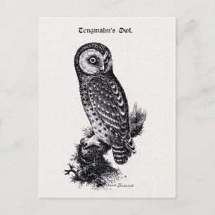 Tengmalm's Owl Vintag Bird Illustration Postkarte