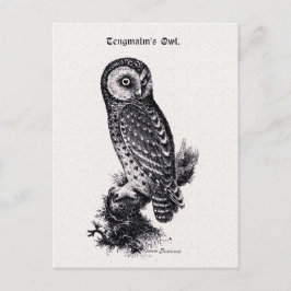 Tengmalm's Owl Vintag Bird Illustration Postkarte