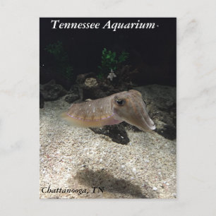 Tennessee Aquarium Cuttlefish Postkarte