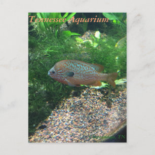 Tennessee Aquarium Postcard Postkarte