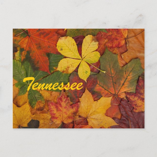 Tennessee Herbstleaale Postkarte (Vorderseite)