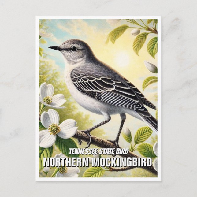 Tennessee Staat Bird Northern Mockingbird Postkarte (Vorderseite)
